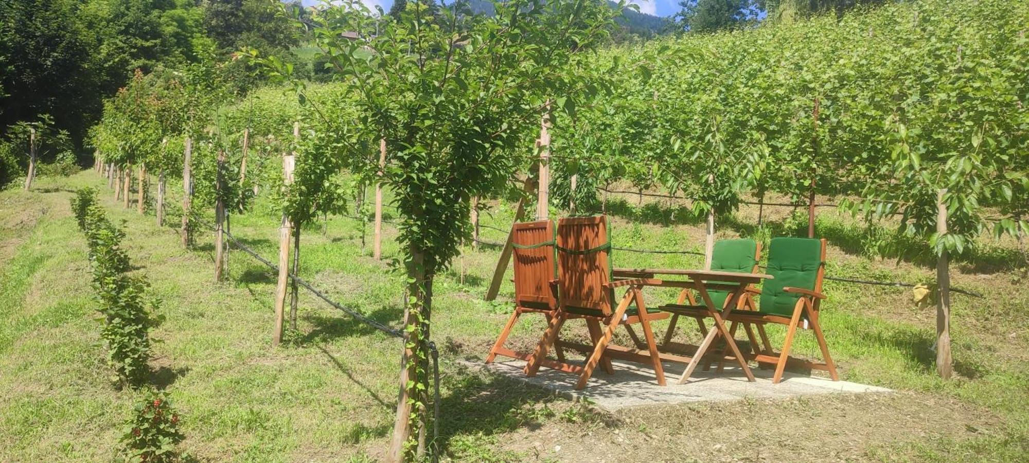 טזימו Janas Bolzano Mountain Apartment מראה חיצוני תמונה